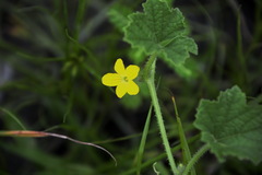 Cucumis maderaspatanus
