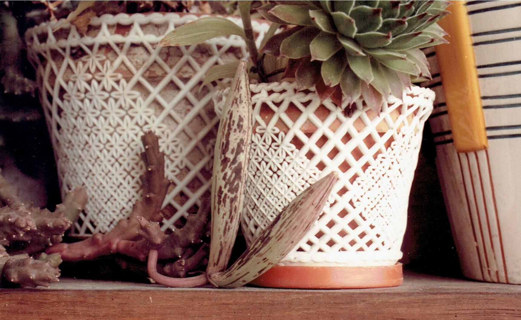Stapelia orbicularis Andrews 3