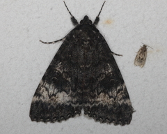 Catocala briseis