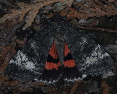 Catocala briseis
