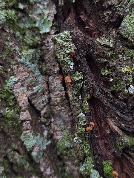 Mycena corticola · July 2024 · photo: © rocio_pose (iNaturalist, cc-by)
