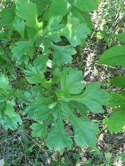 Quercus