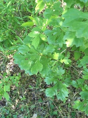 Quercus