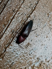 Parallelostethus attenuatus