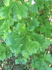 Quercus