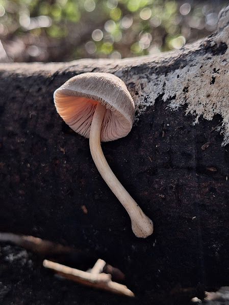 Pluteus longistriatus · August 2024 · photo: © rocio_pose (iNaturalist, cc-by)