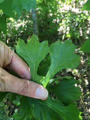 Quercus