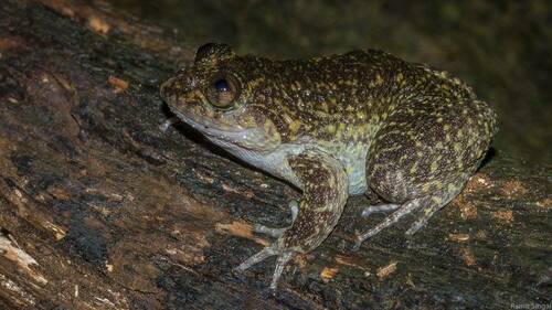 Wayanad Night Frog, Nyctibatrachus grandis