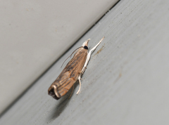 Parapediasia teterrellus