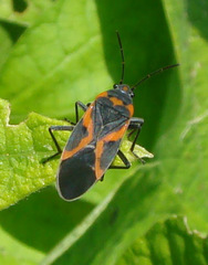 Lygaeus kalmii angustomarginatus