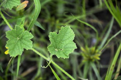 Cucumis maderaspatanus