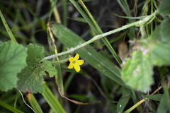 Cucumis maderaspatanus