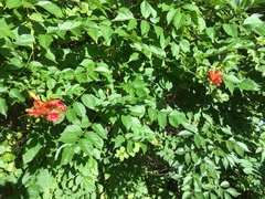 Campsis radicans