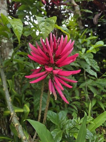 Amazon coral tree (Erythrina amazonica)