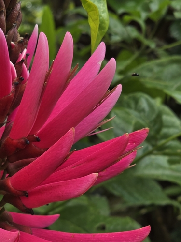 Image of Amazon Coral Tree (Erythrina amazonica) by (c) Alan Rockefeller, some rights reserved (CC BY)