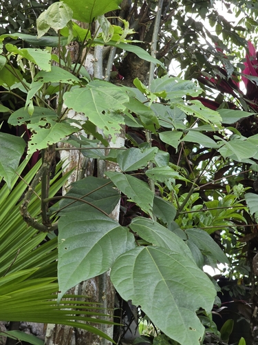 Image of Erythrina amazonica by (c) Alan Rockefeller, some rights reserved (CC BY)