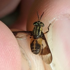 Chrysops geminatus