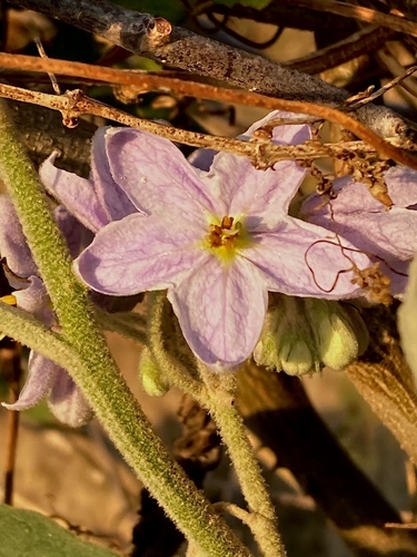 Image of Solanum lanceolatum by (c) Irving Merino, some rights reserved (CC BY)