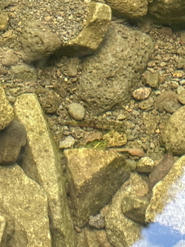 Lentipes concolor observed 2025-02-11