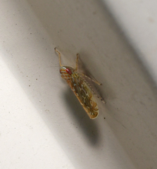 Paralimnus phragmitis