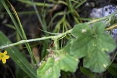 Cucumis maderaspatanus