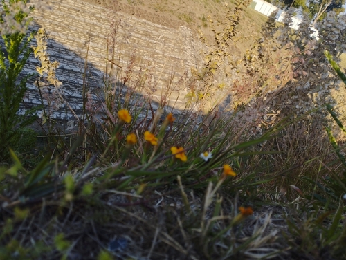 Image of Tagetes lunulata by (c) Irving Merino, some rights reserved (CC BY)