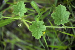 Cucumis maderaspatanus