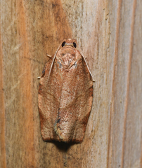 Choristoneura rosaceana