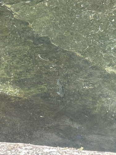 Sicyopterus stimpsoni observed 2025-02-11