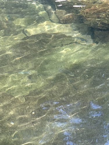 Sicyopterus stimpsoni observed 2025-02-11