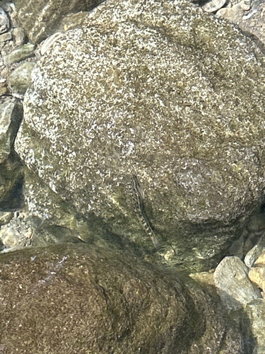 Sicyopterus stimpsoni observed 2025-02-11
