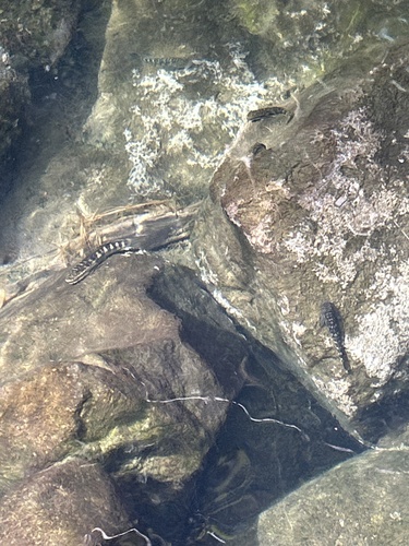 Sicyopterus stimpsoni observed 2025-02-11