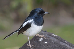 Copsychus albospecularis