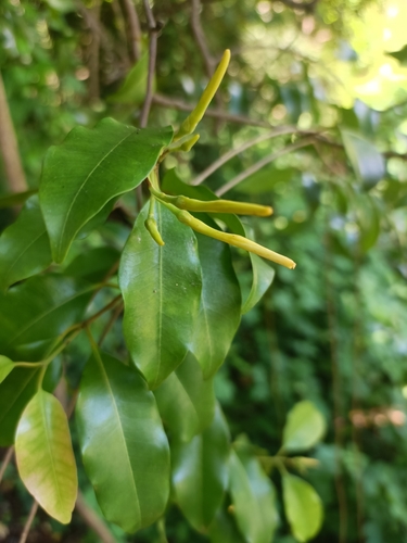 Landolphia myrtifolia, 2025-02-09