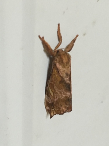Gold-spotted Ghost Moth photo 5