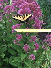 Papilio glaucus glaucus