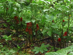 Costus curvibracteatus