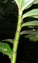Costus curvibracteatus