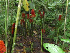 Costus curvibracteatus