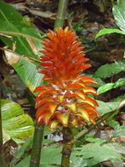 Costus curvibracteatus