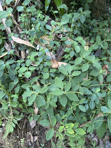Peperomia leptostachya observed 2025-02-11