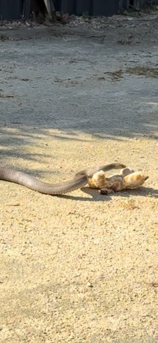 Eastern Brown Snake sighting