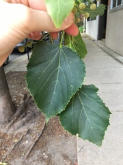 Tilia cordata