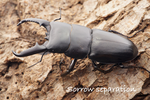 Serrognathus titanus platymelus