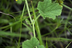 Cucumis maderaspatanus