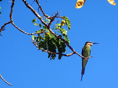 Merops superciliosus