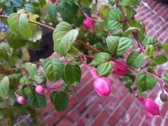 Fuchsia × hybrida
