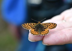 Boloria freija