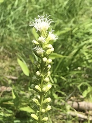Liatris pycnostachya