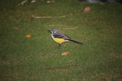 Motacilla flaviventris